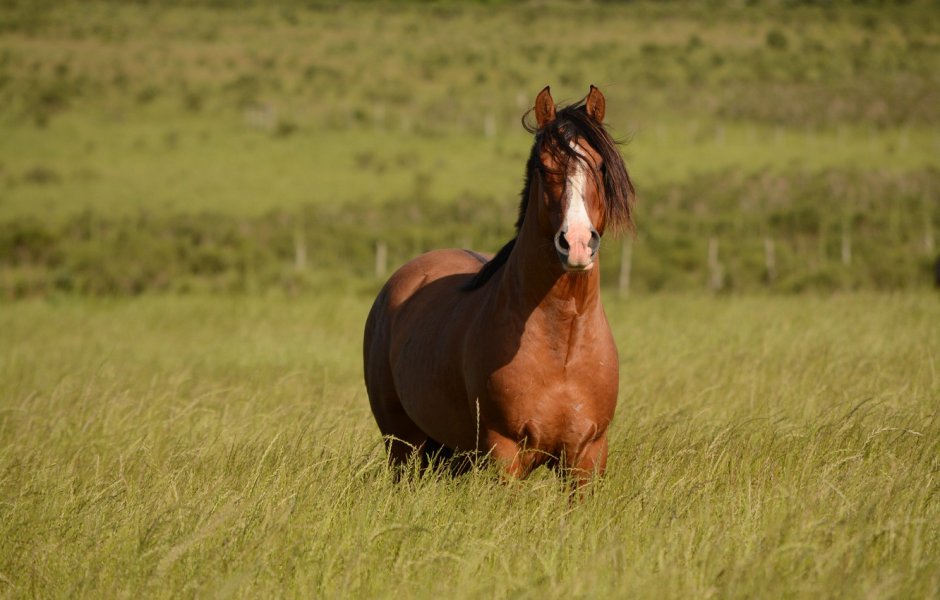 Стоячая лошадь