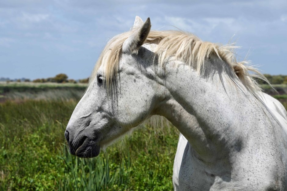 Лошадь в профиль