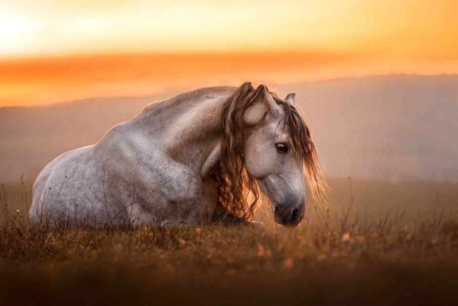 Красивая лошадь обои