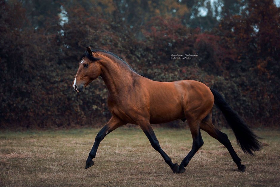 Лошадь сбоку