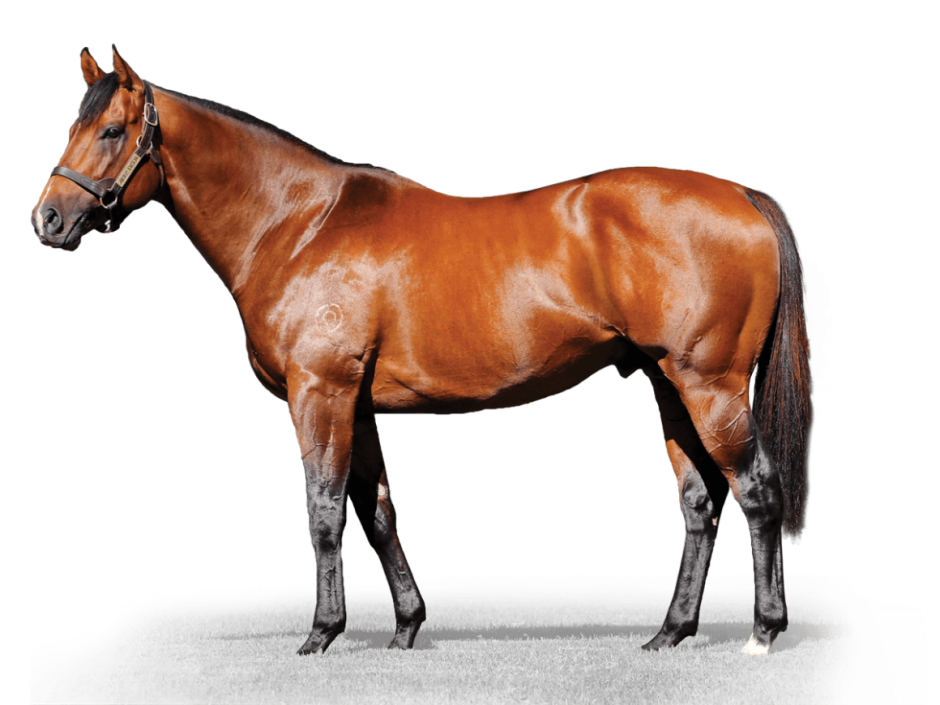 Лошадь сбоку