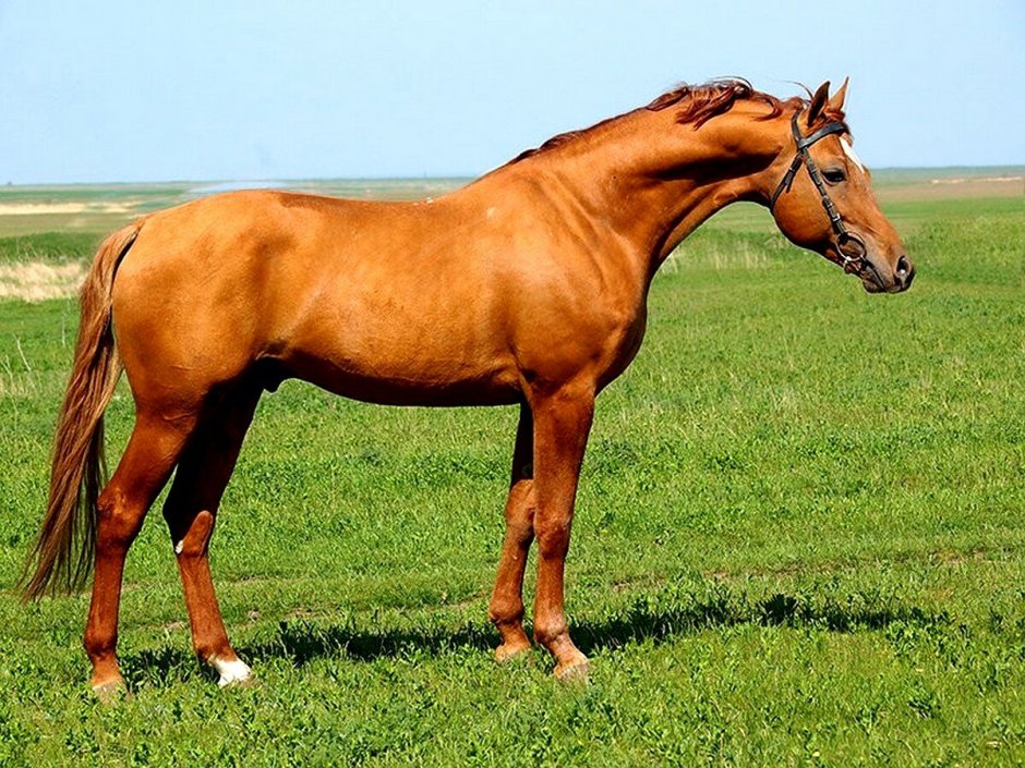 Донская порода лошадей конезавод
