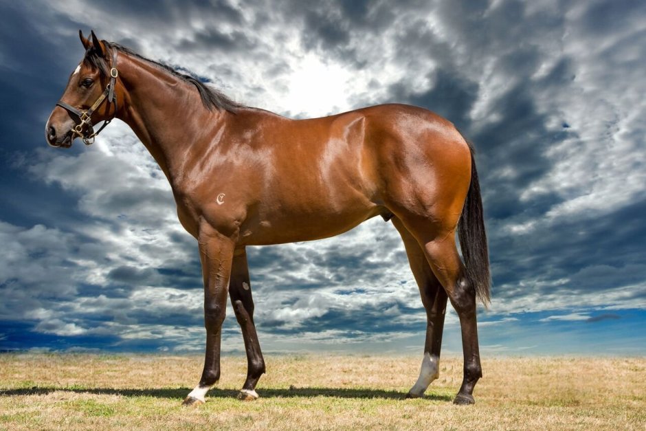 Лошадь стоит