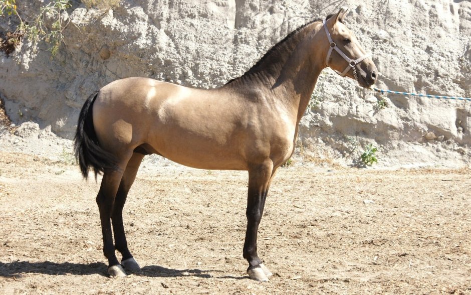 Стоящая лошадь