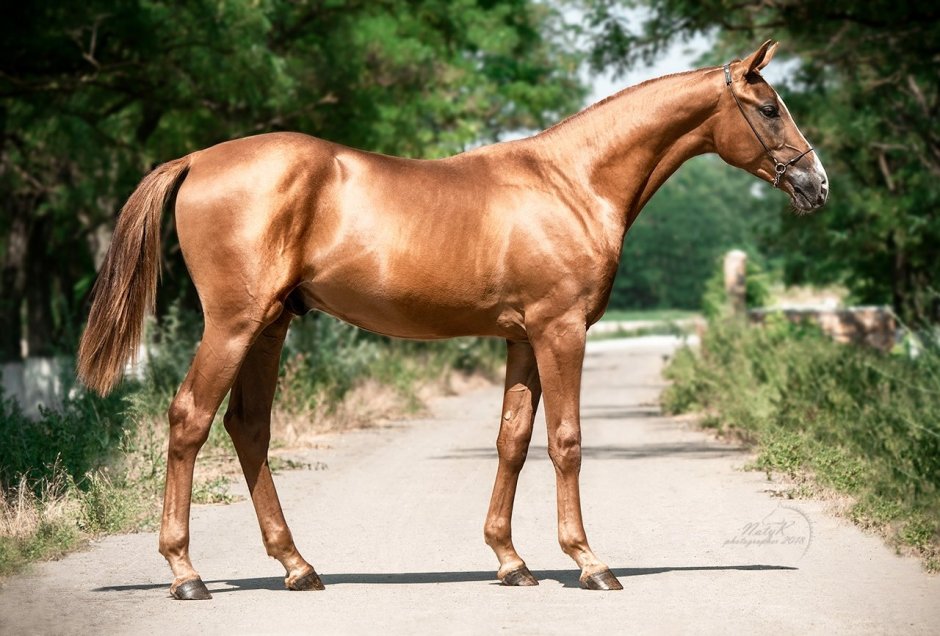 Донская лошадь Золотая масть