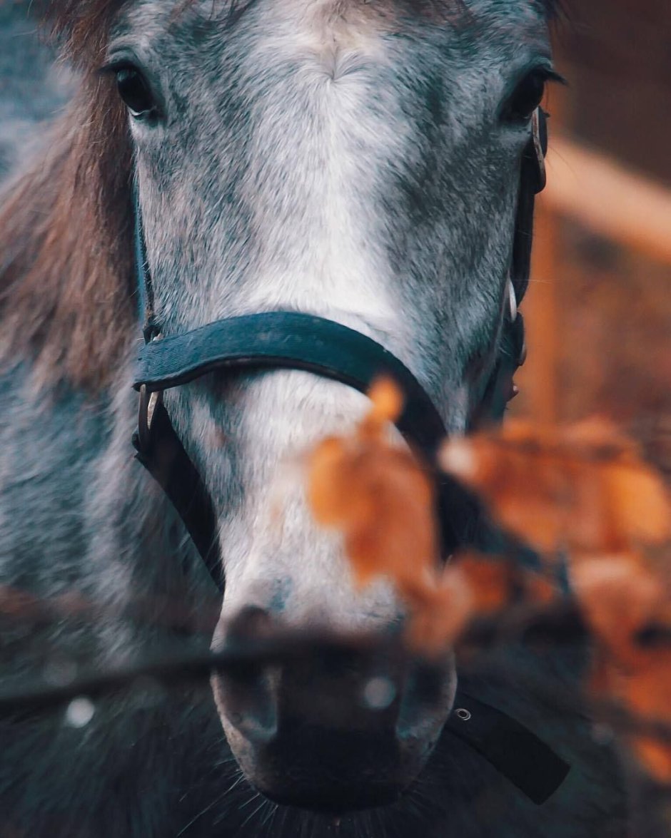 Лошади осенью Эстетика
