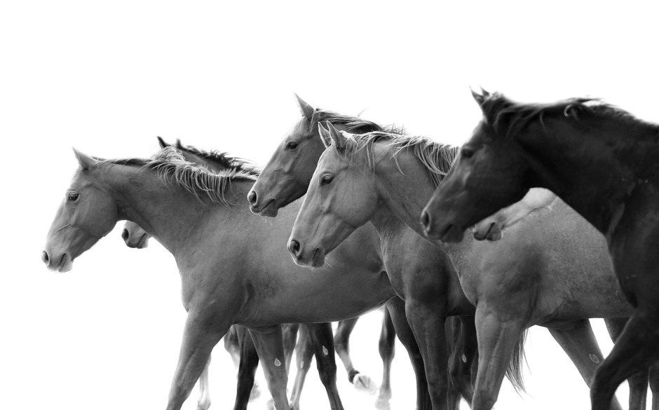 Табун лошадей