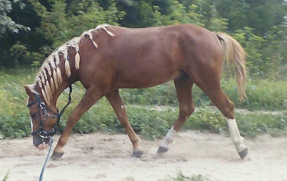 Лошадь наклонила голову