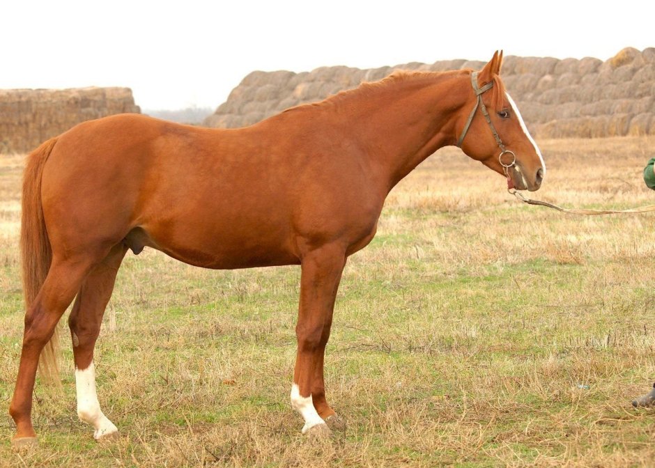 Рыжая масть лошади