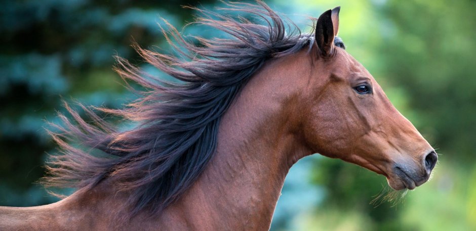 Грива у человека