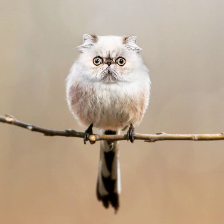 Коты гибриды