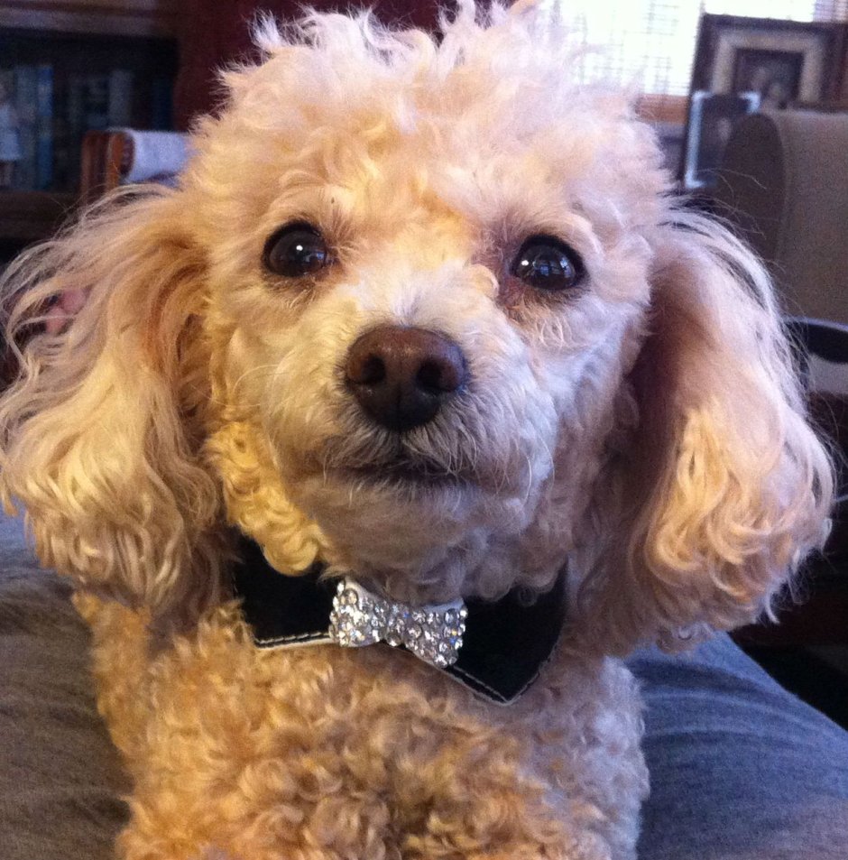 Mini Toy Poodle