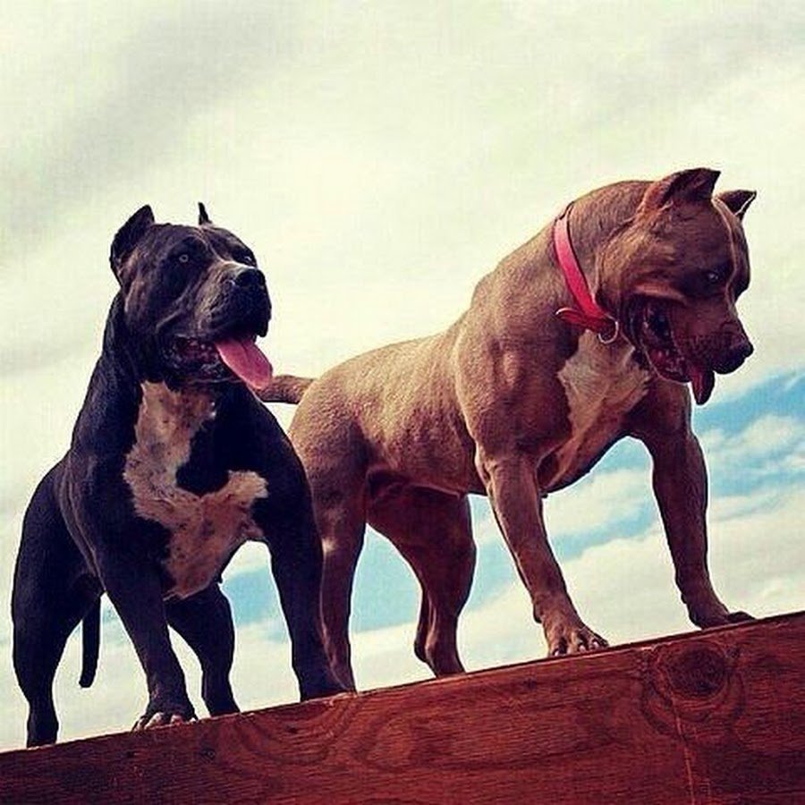 Американский стаффордширский питбультерьер черный