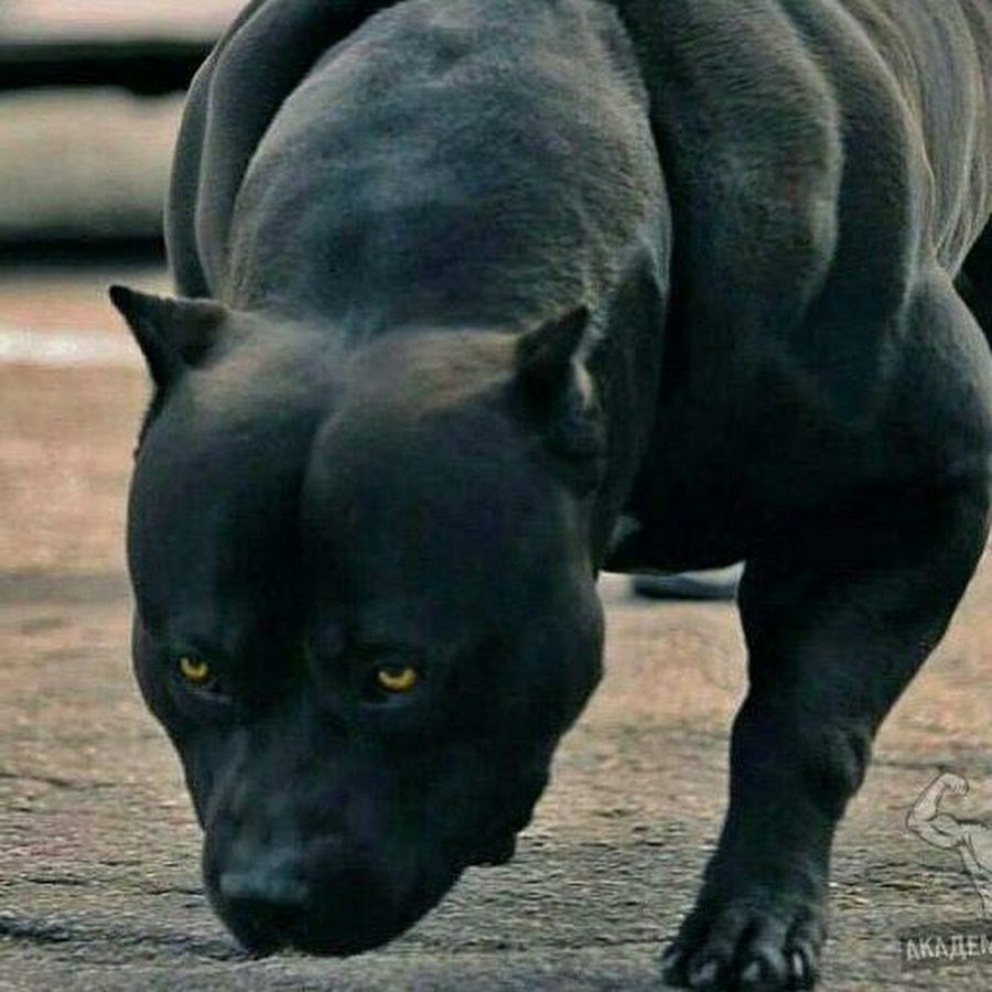 Американскийпетбуль Триеер