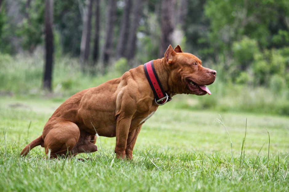 Американский бандог бультерьер