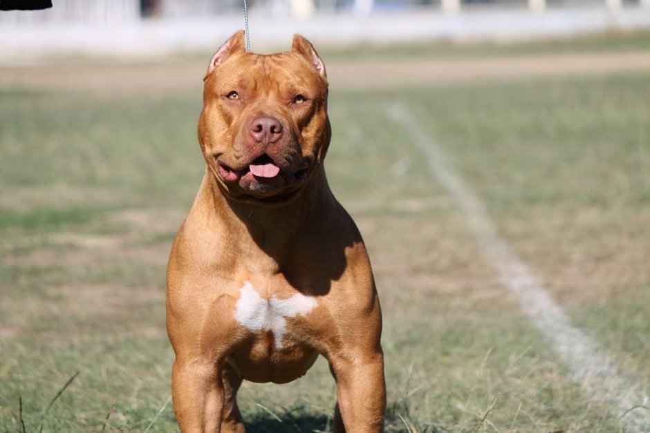 Питбуль в стойке