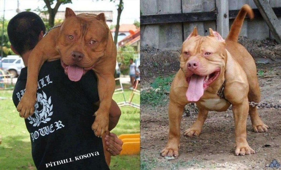 Накаченная собака смешная