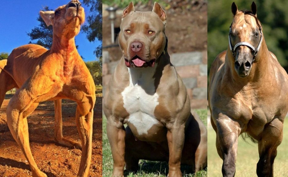 Американский питбуль укус