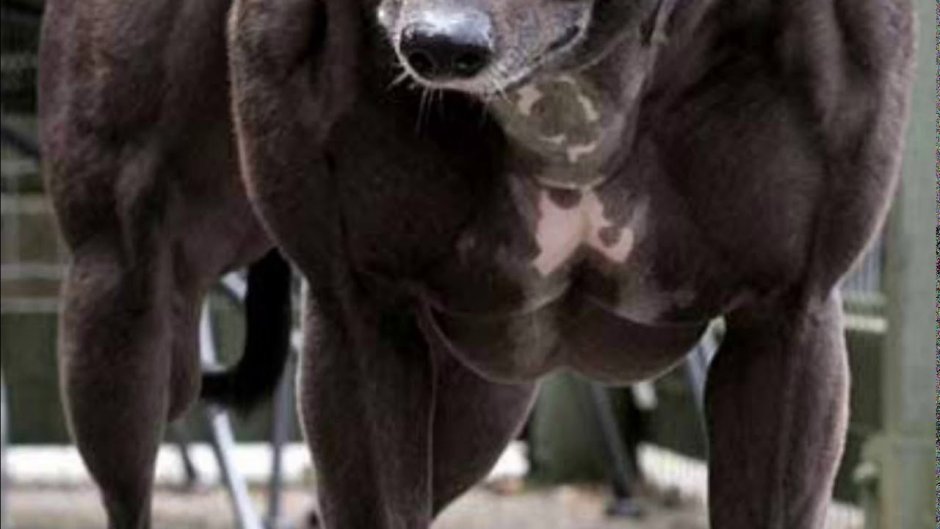 Собака с мускулами