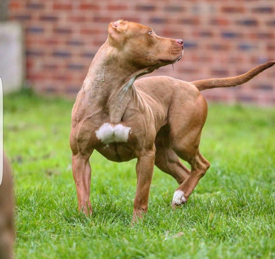 Питбуль боец арт