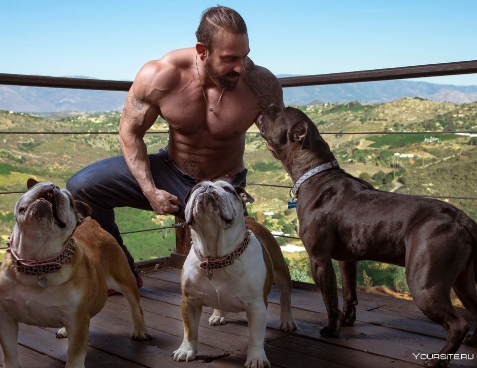 Мускулистая собака