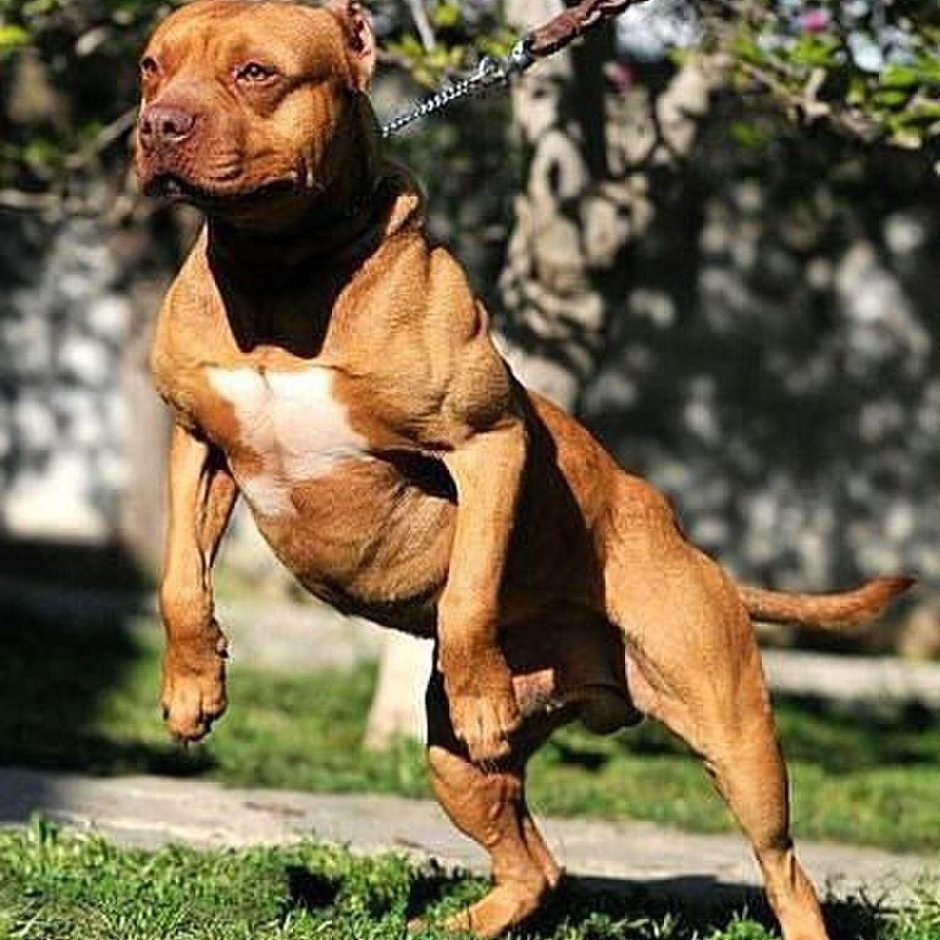 Самая сильная собака в мире