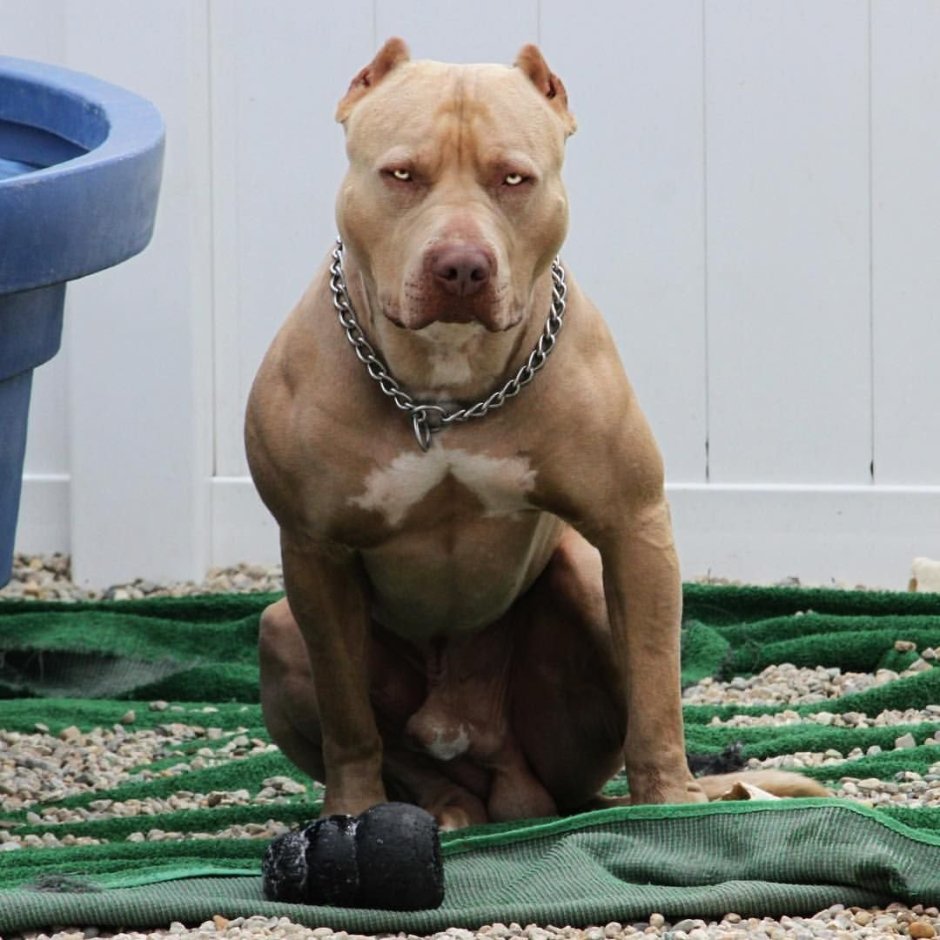 Американский стаффордширский терьер и питбуль