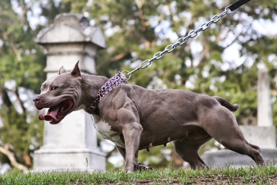 Аргентинский стаффордширский терьер