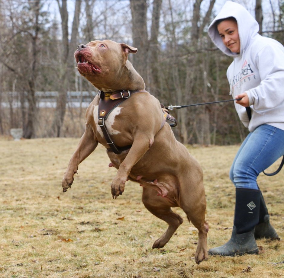 Питбуль Халк