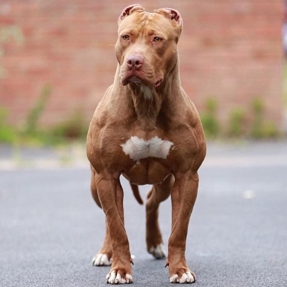 Американский красноносый питбультерьер
