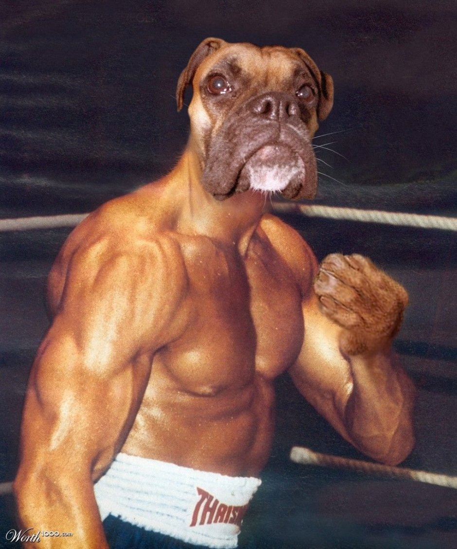 Собака стаффордширский терьер