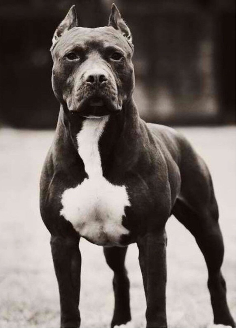 Американский булли Халк