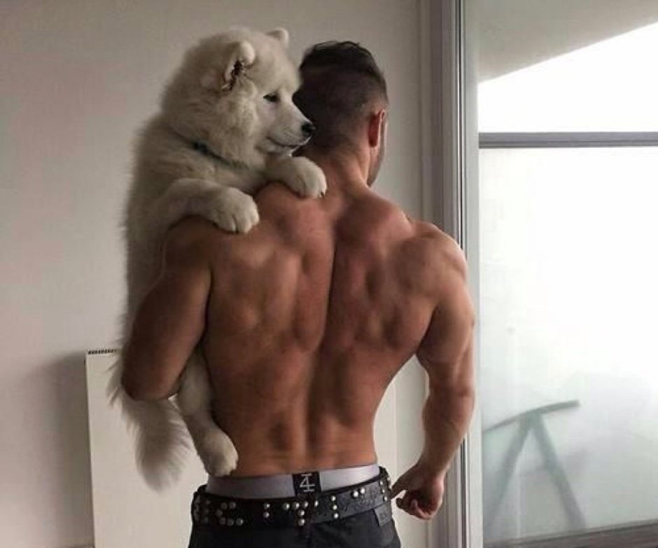 Накаченные собаки