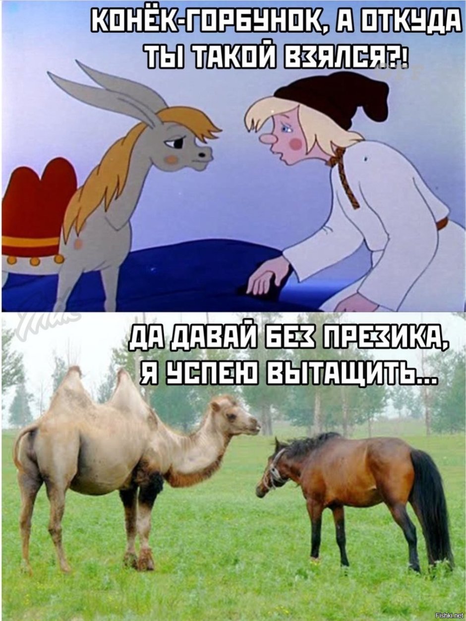 Конек горбунок прикол