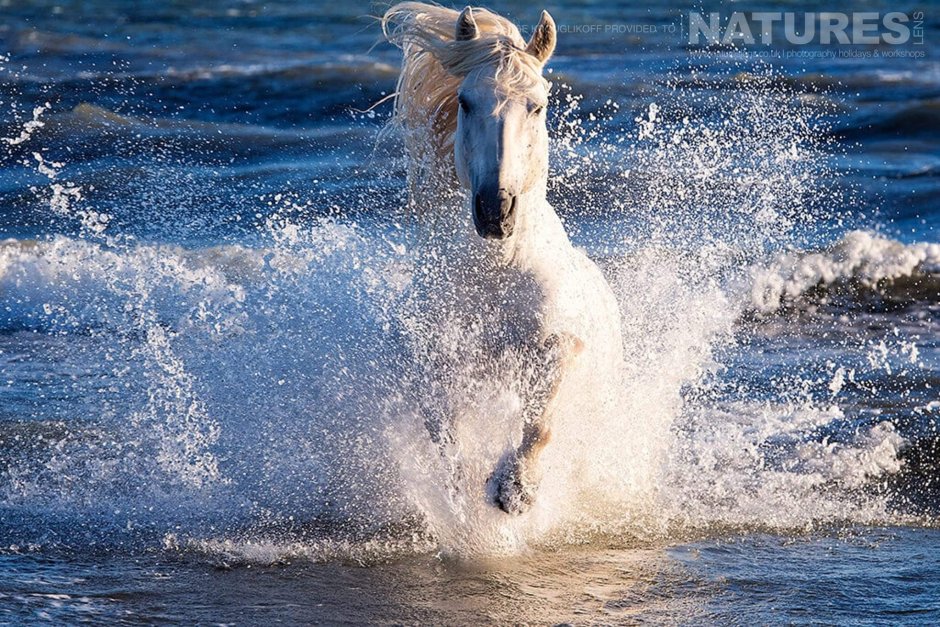 Белая лошадь в воде
