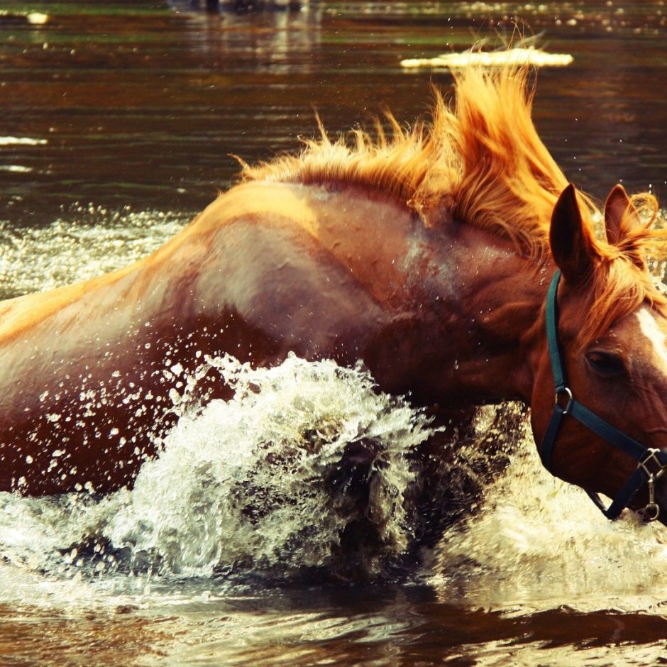 Фото вода небо кони