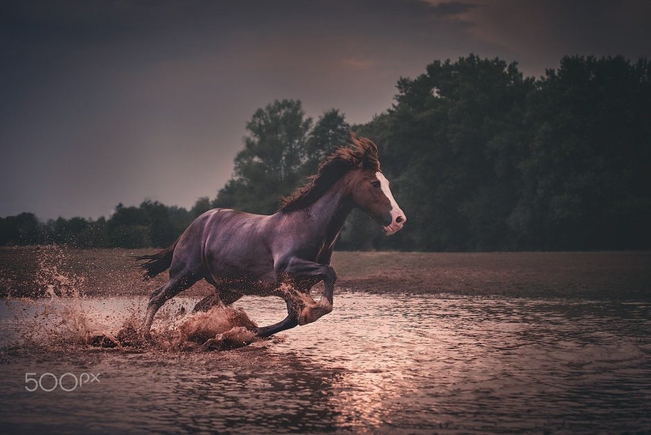 Красивый конь в воде