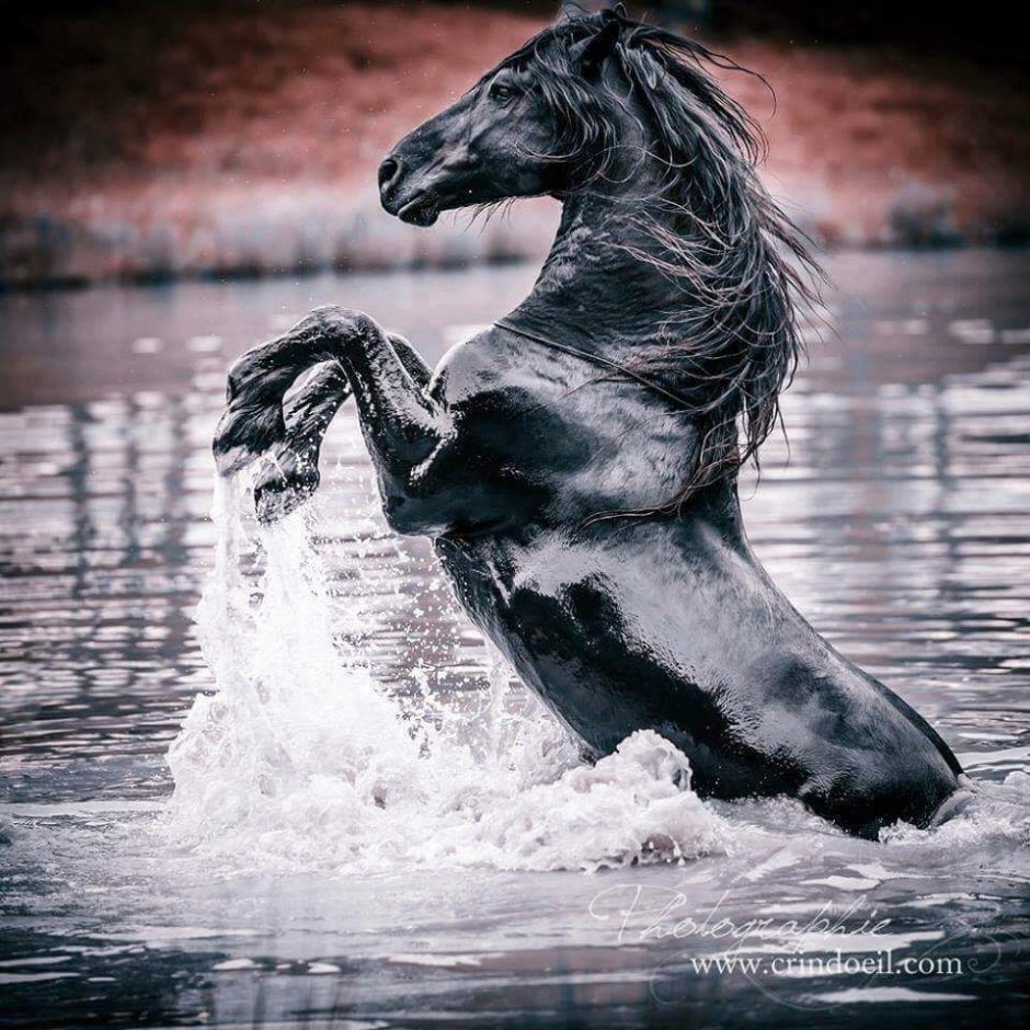 Чёрный конь в воде