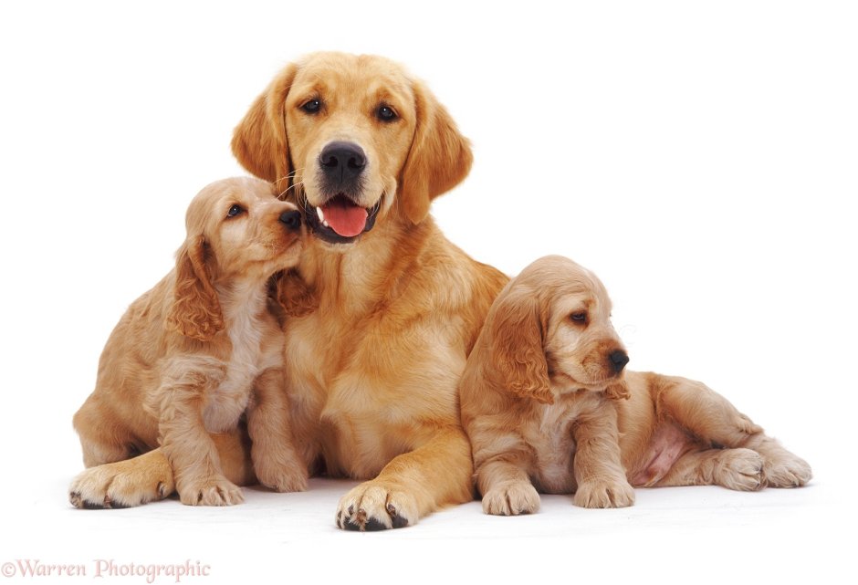 Щенок спаниеля и золотистого ретривера