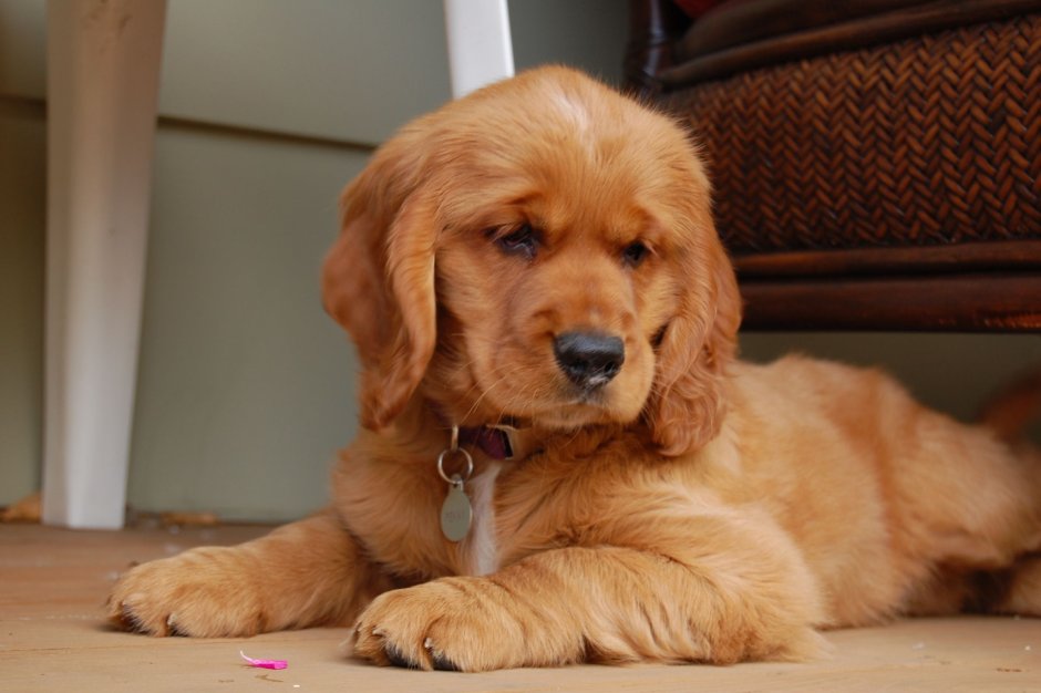 Кокер спаниель и ретривер