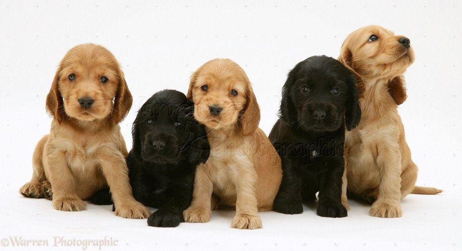 Кокер спаниель и ретривер