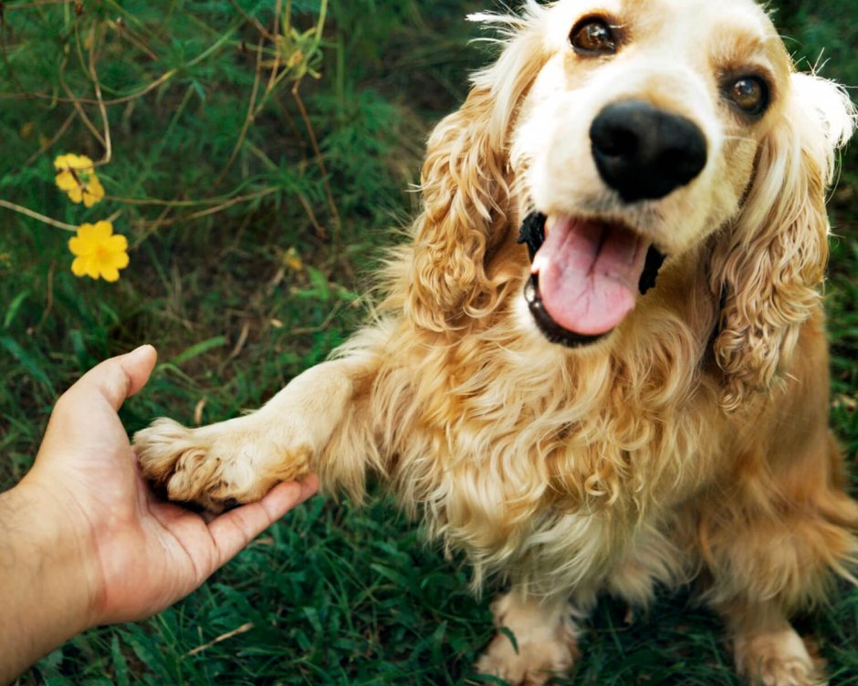 Пшеничный кокер спаниель