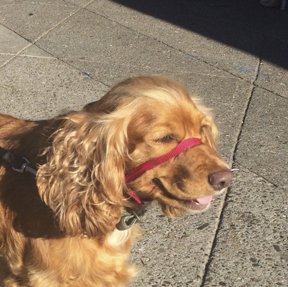 Кокер спаниель и лабрадор