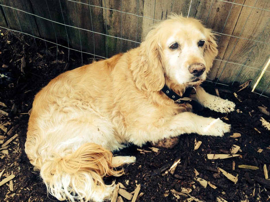 Кокер спаниель и лабрадор