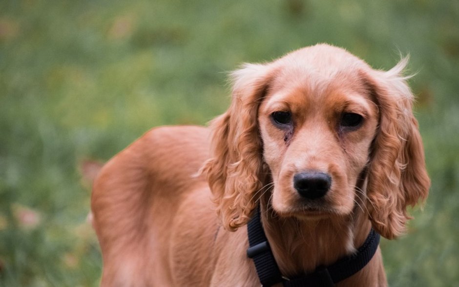 Кокер спаниель и ретривер