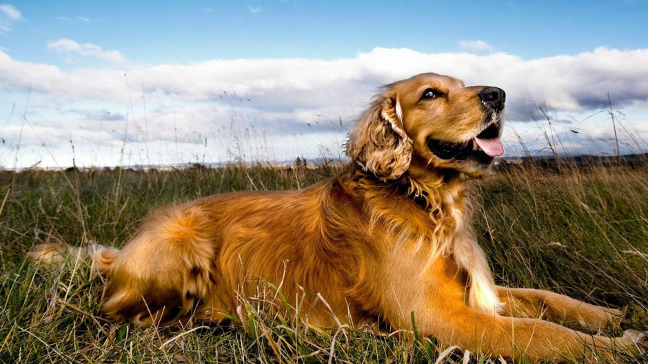 Голден кокер спаниель