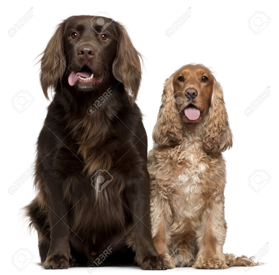 Лысый английский спаниель