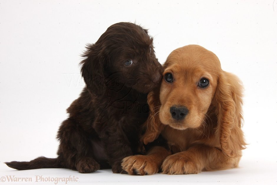 Светло коричневый щенок спаниеля лежит