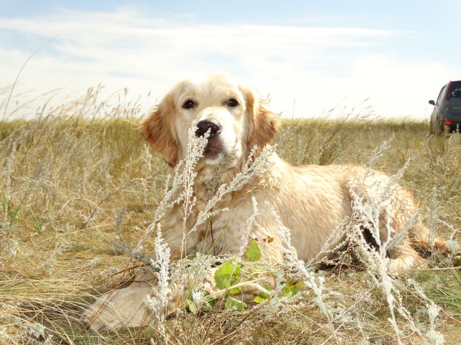 Дог терьер спаниель картинки