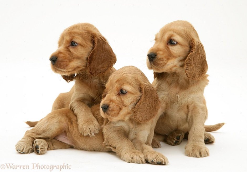 Кокер спаниель и золотой ретривер